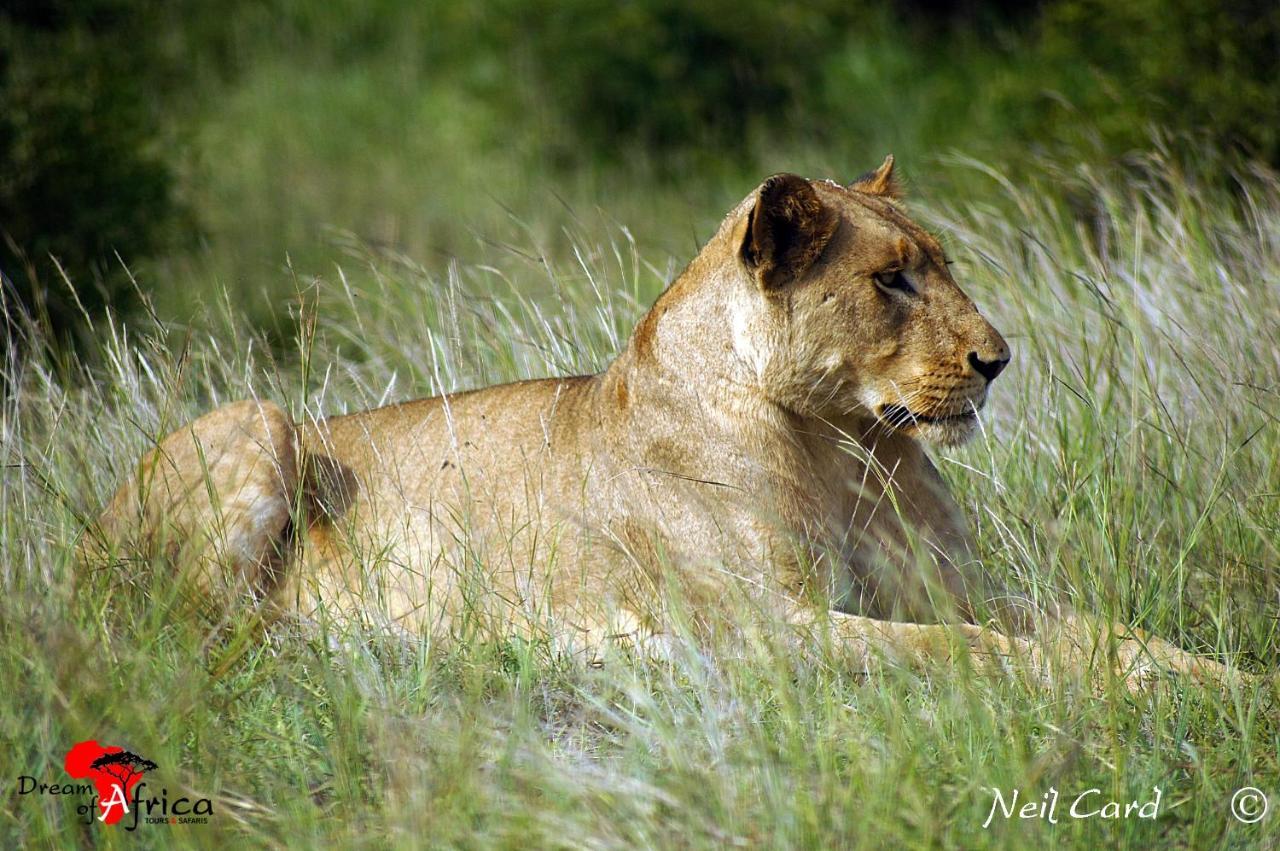 Dream Of Africa Bush Lodge Marloth Park Ngoại thất bức ảnh