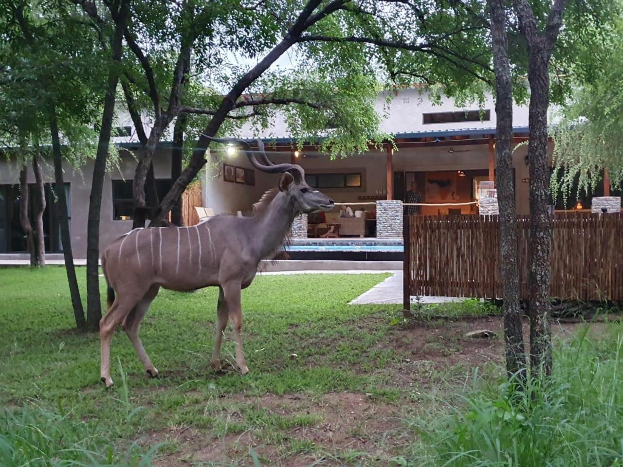 Dream Of Africa Bush Lodge Marloth Park Ngoại thất bức ảnh